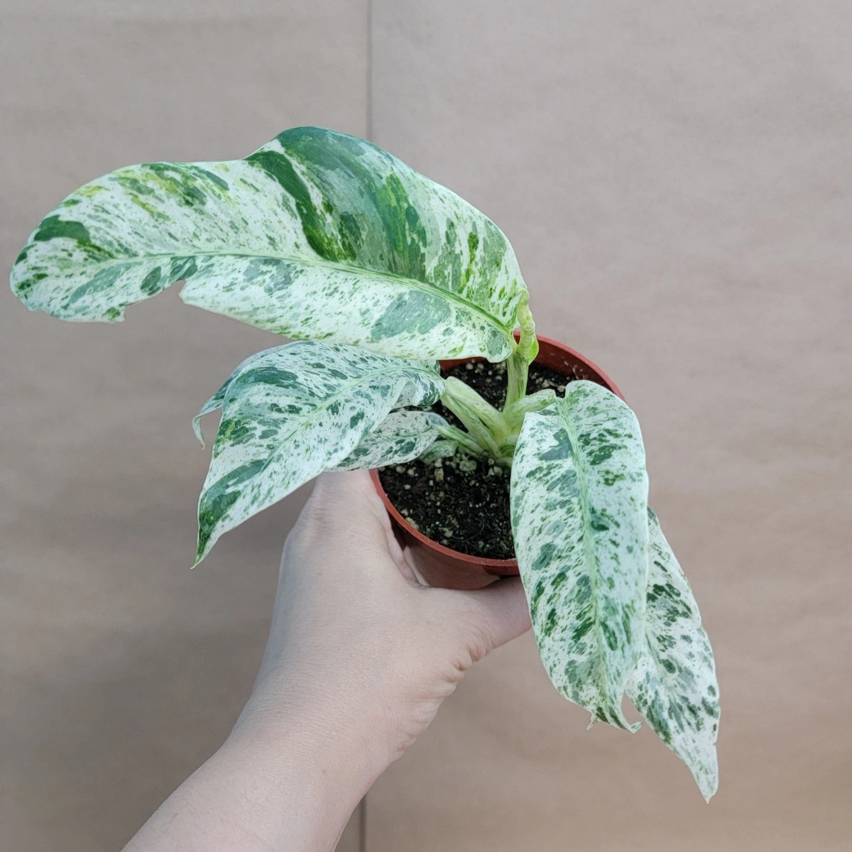 Marble Variegated Pothos Plant – Epipremnum aureum in 4" Pot, White-Green Variegation, Trailing Houseplant, Rare Collector’s Aroid