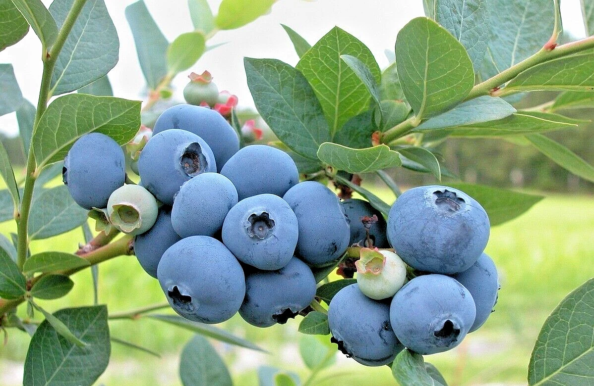 Blueberry Cuttings – 7 Live Scions for Rooting and Grafting – Vaccinium spp. Unrooted Propagation Wood for Berry Bushes