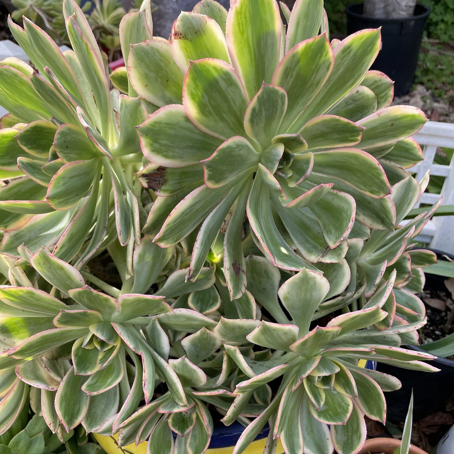 Aeonium Sunburst Cuttings – 2 Live Succulent Plants, Variegated Rosettes with Pink Edges, Easy to Root for Pots, Rock Gardens & Indoor Displays
