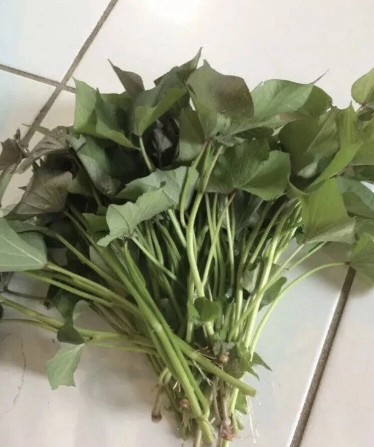 Sweet Potato Slips 15 Beauregard Ipomoea batatas Organic Garden Plant Starts for Planting