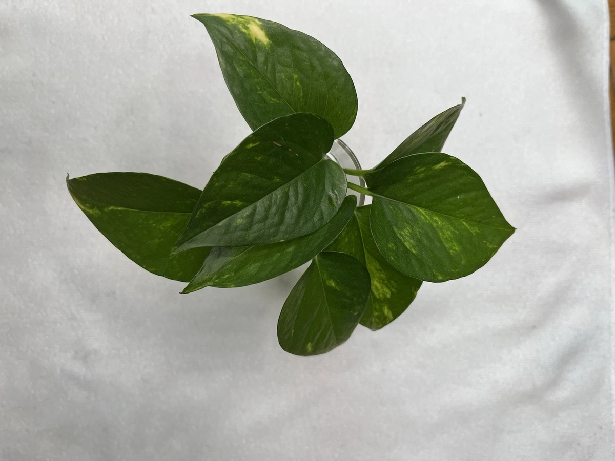 Golden Pothos Rooted Cuttings – 4 Epipremnum aureum Indoor Trailing Plants for Hanging Baskets and Shelves