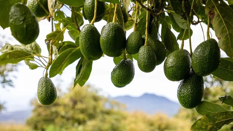 Cleopatra Avocado Scions – 3 Wax-Dipped Grafting Cuttings, Rare Persea americana Variety for Home Orchard, Fruit Tree Propagation