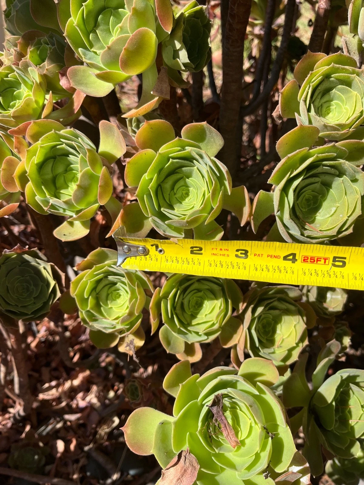Fresh Succulent Cuttings Set – 4 Live Rooting Succulents in Mixed Varieties for Indoor & Outdoor Gardens