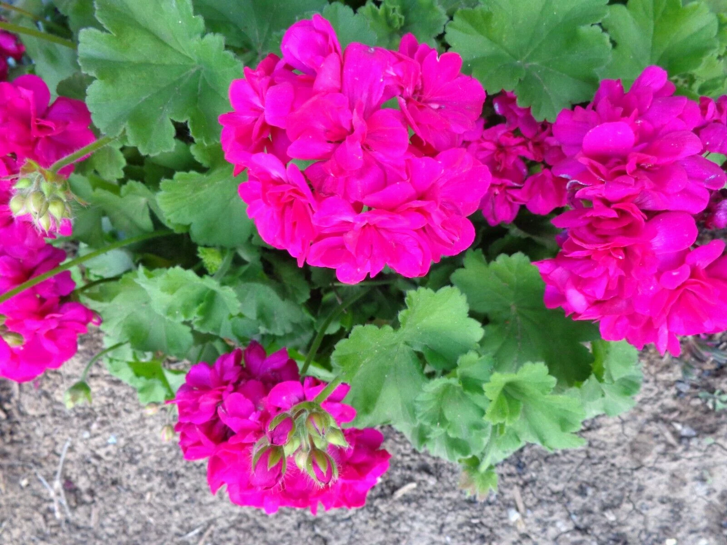 Magenta Geranium Cuttings – 3 Live Pelargonium Starter Cuttings for Propagation, 6 Inches, Unrooted, Ornamental Plant