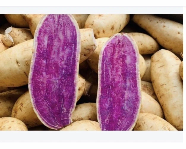 Okinawa Purple Sweet Potato Slips – 15 Unrooted Ipomoea batatas Cuttings for Garden Planting