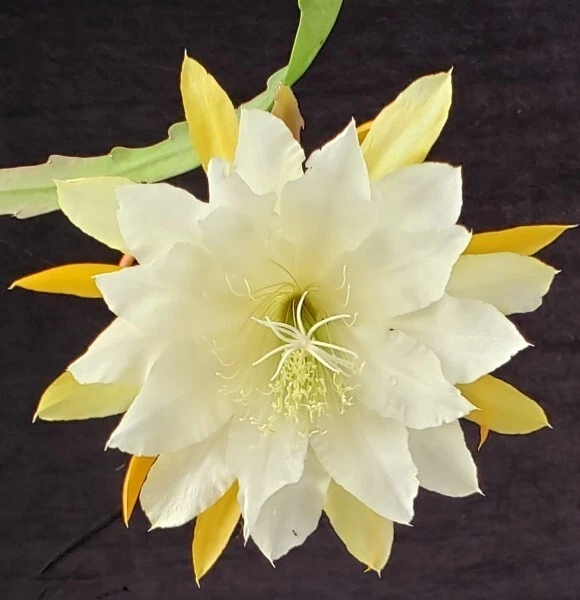 Epiphyllum ‘Golden Pearl’ Rooted Cutting – Rare Orchid Cactus Hybrid with Yellow Blooms, Easy Indoor Houseplant for Hanging Baskets