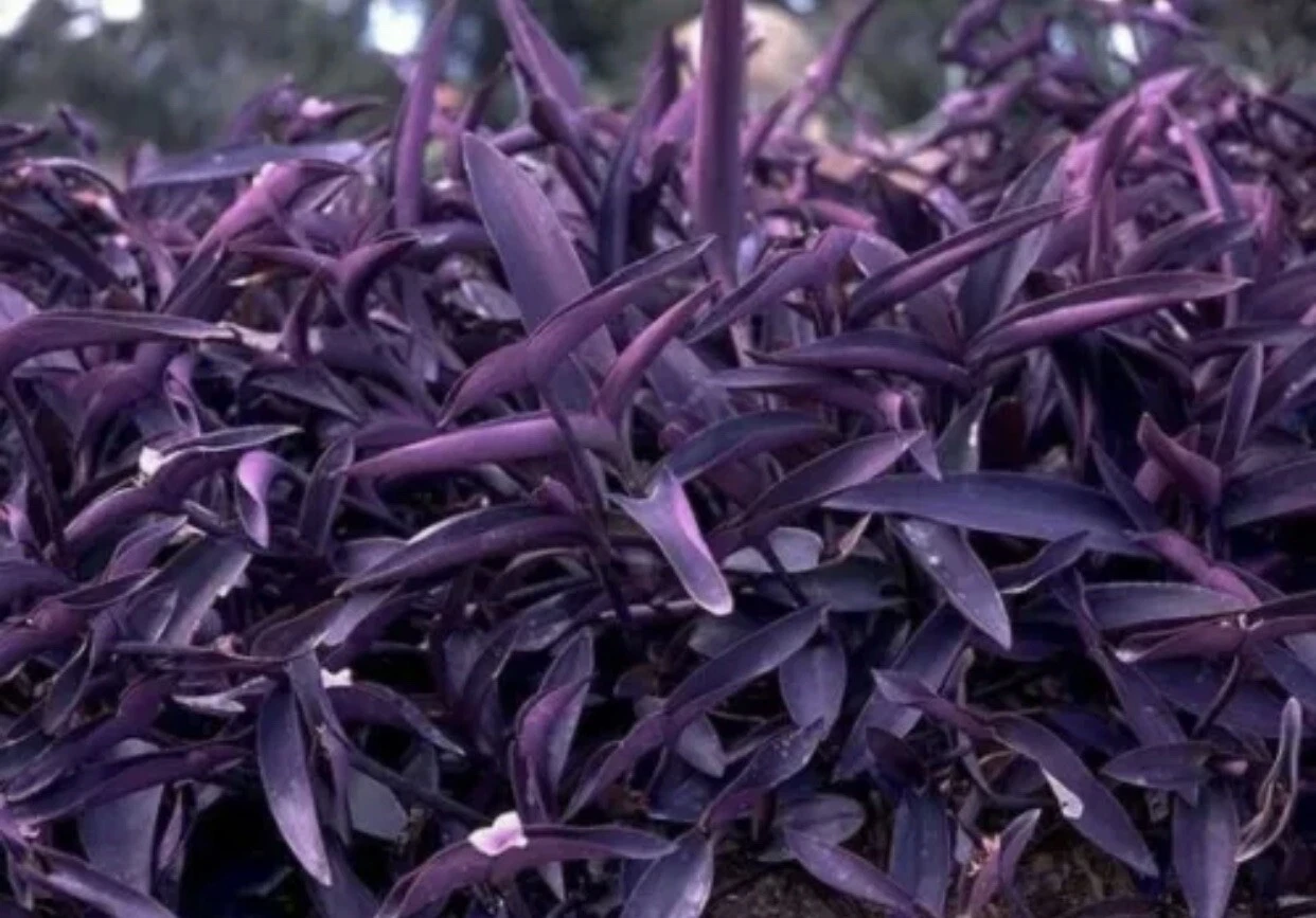 Purple Heart Cuttings – 5 Unrooted Stem Propagation Material – Tradescantia pallida purpurea Indoor & Outdoor Trailing Plant