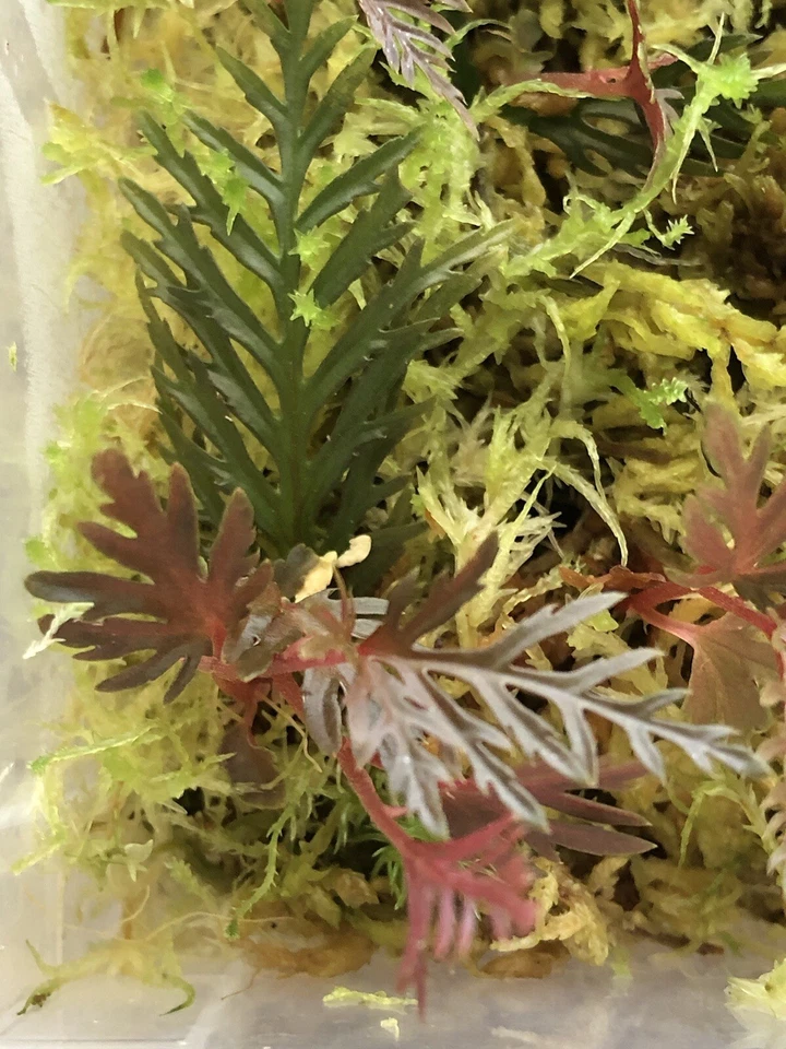 Fern Leaf Begonia Cutting | Tropical Indoor Plant | Begonia bipinnatifida with Fern-Like Foliage