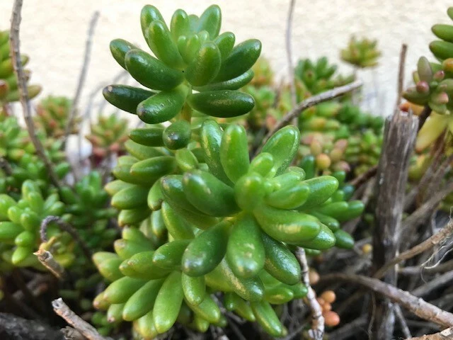 Jelly Bean Sedum Plant | Succulent Live Starter | Sedum rubrotinctum with Red Tips | Drought Tolerant, Easy Care, Container Garden
