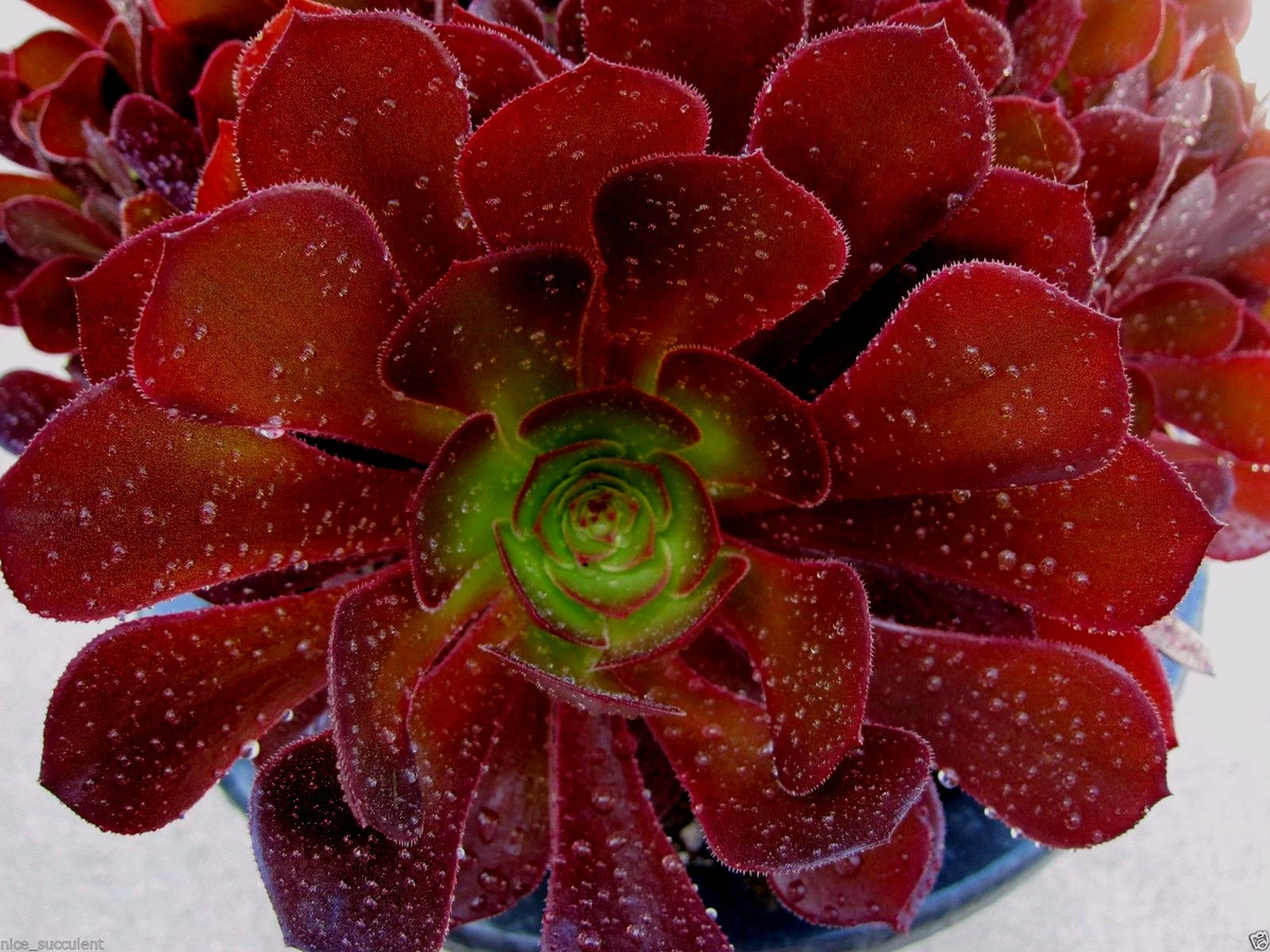 Rare Aeonium KOKINO Hybrid Succulent Cuttings – 2 Fresh Unrooted Rosette Plants for Propagation & Collection