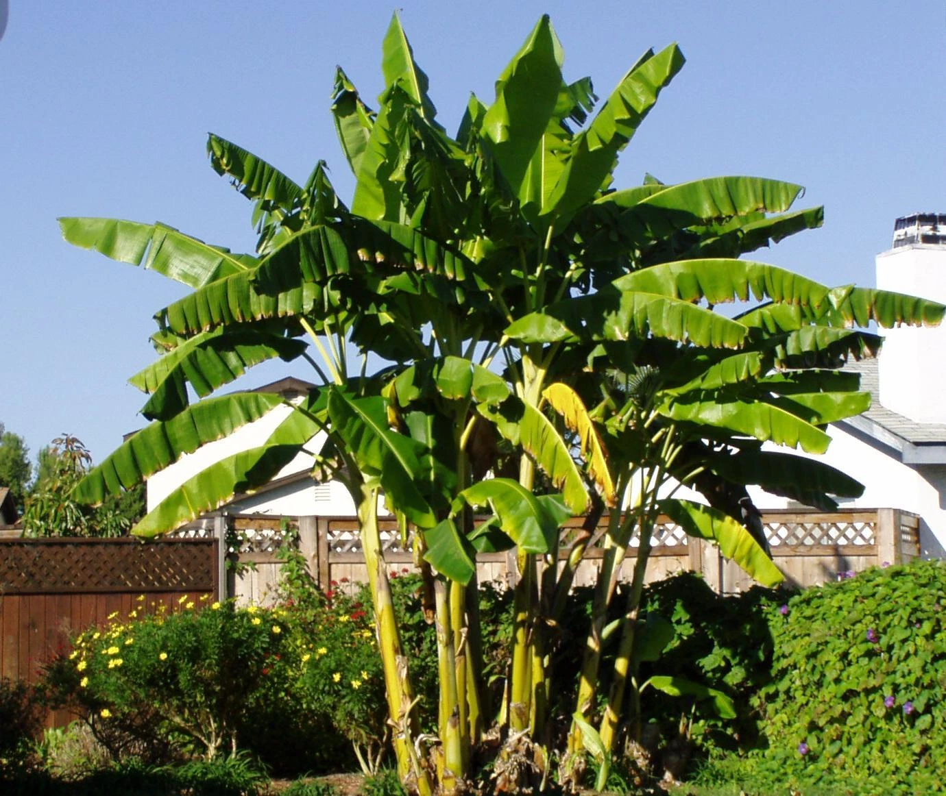 Musa Basjoo Banana Tree – Cold Hardy Tropical Plant – Small Rooted Starter for Outdoor Garden or Landscape
