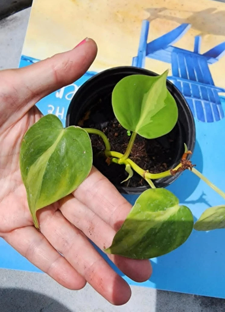 Philodendron Brasil Rooted Cuttings – 3 Heart Leaf Vining Houseplants, Variegated Indoor Plant, Philodendron hederaceum 'Brasil'