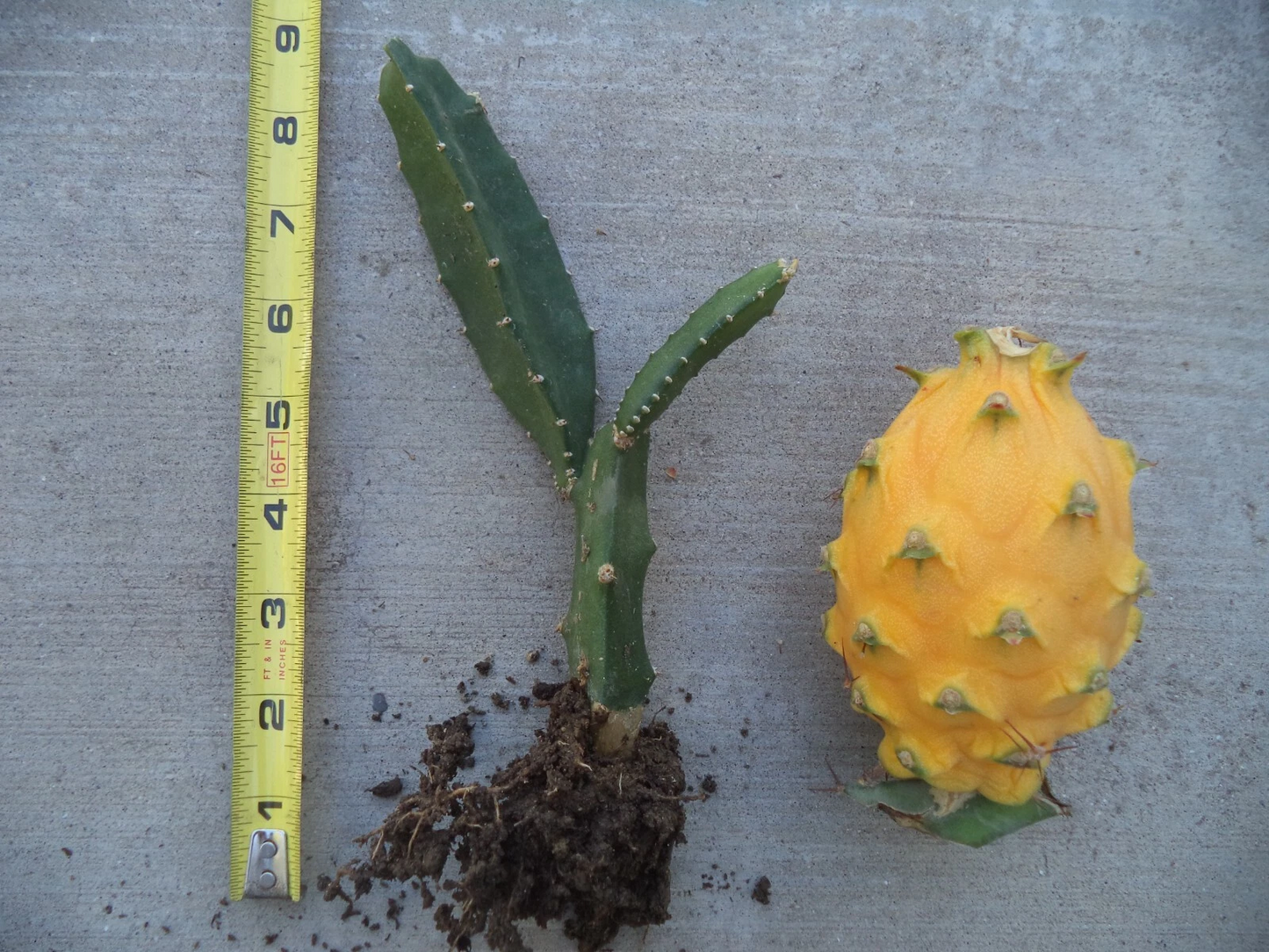 Yellow Dragon Fruit Plant – Rooted & Sprouted 6–8 Inches, Golden Pitaya Variety, Live Cactus Starter, Tropical Fruit, Hylocereus megalanthus