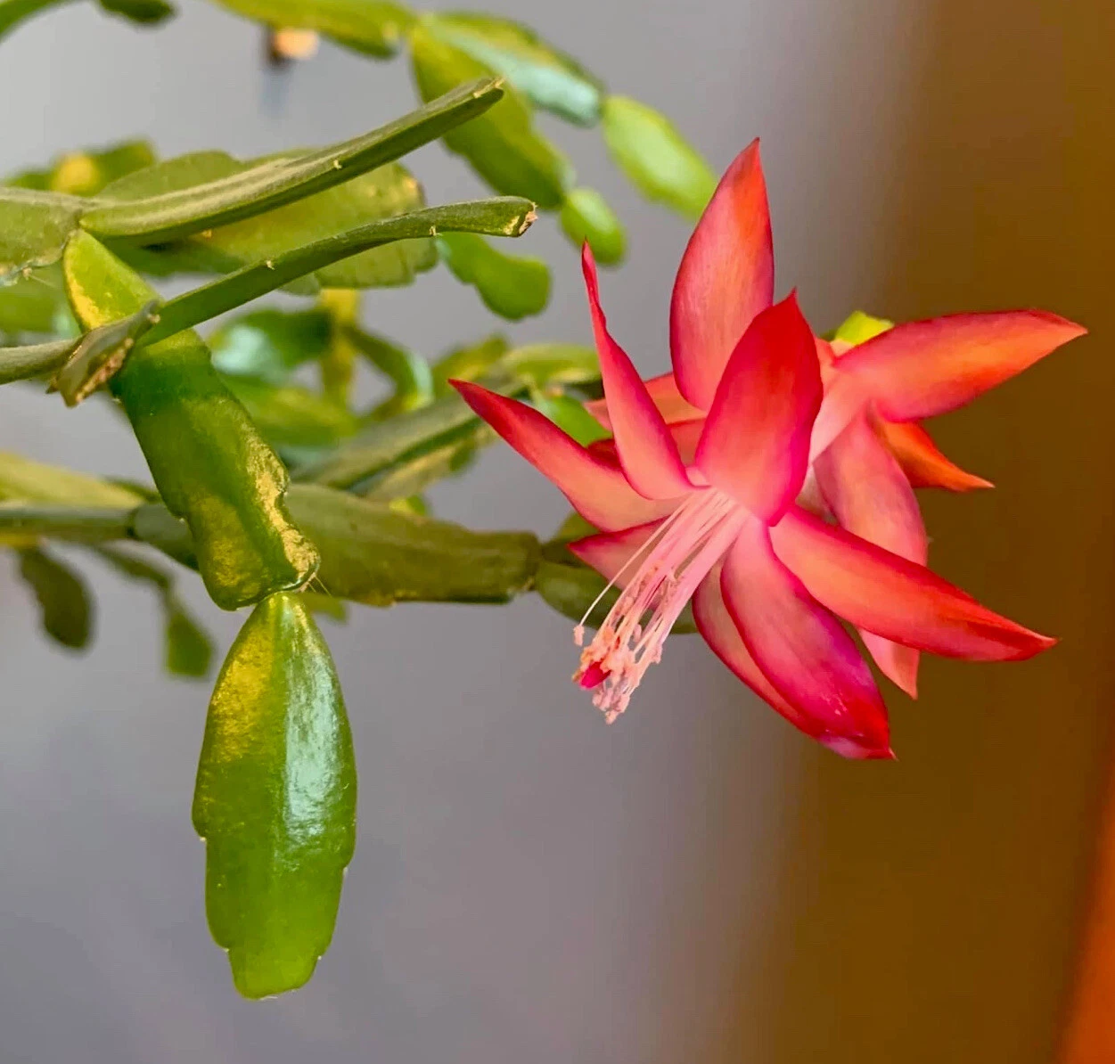 Pink Christmas Cactus Cuttings – Schlumbergera × buckleyi, 3 Live Unrooted Propagation Cuttings