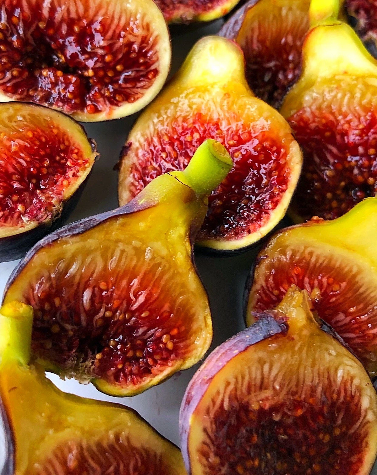 Dwarf Edible Fig Tree Starter Plant – Ficus carica Fignomenal for Patio Pots & Small Gardens