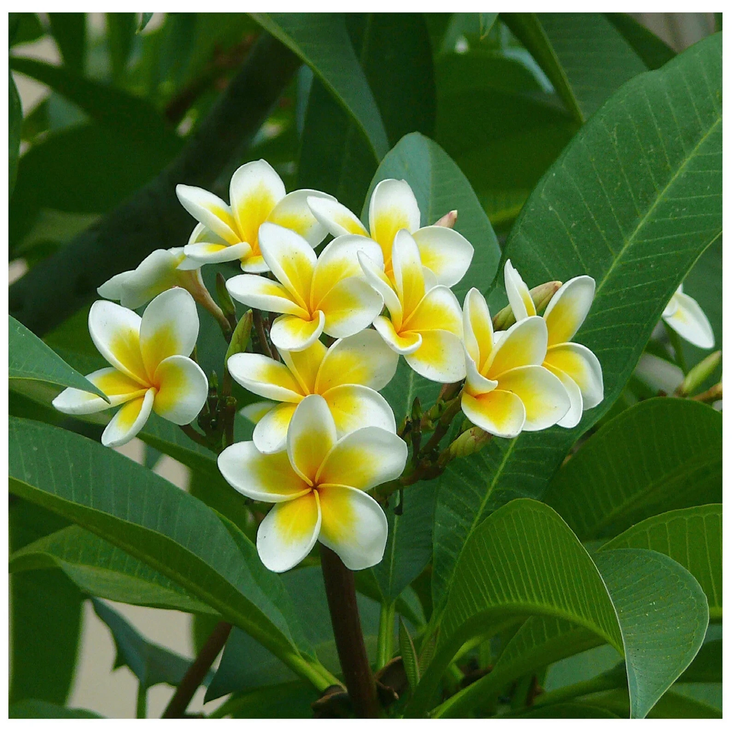 Moililli Gold Plumeria Cutting – Live Unrooted 12-Inch Yellow White Frangipani Plant for Propagation, Tropical Garden or Container Plant