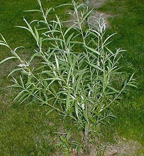 Austree Hybrid Willow Cuttings – 33 Fast-Growing Salix Hybrid for Privacy, Windbreak, Living Fence, Landscape, Salix matsudana × Salix alba