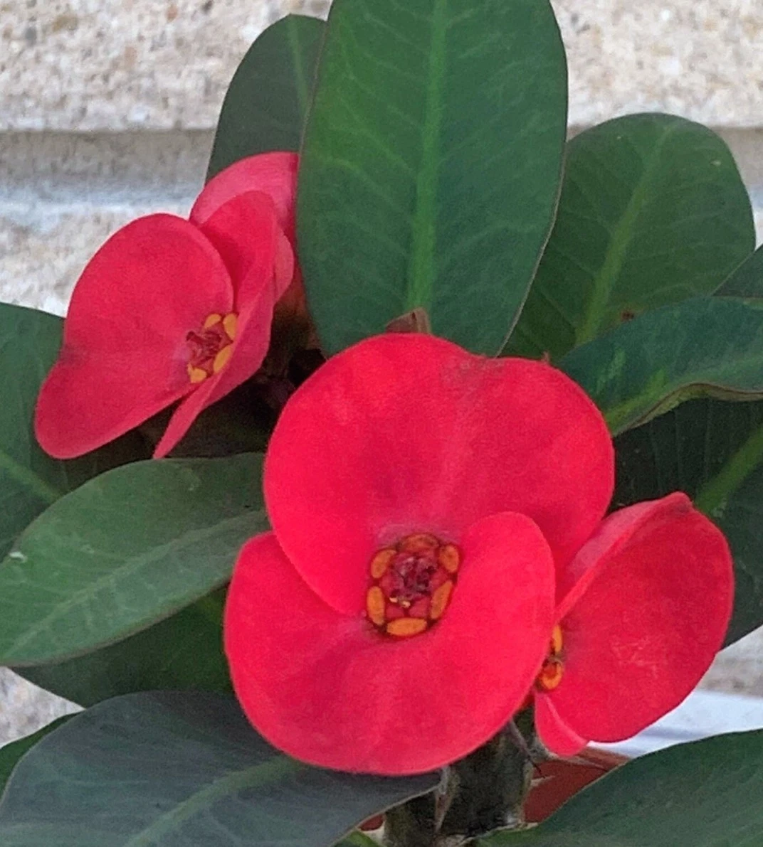 Scarlet Crown of Thorns Cutting – Bright Red Euphorbia milii Stem for Propagation, Drought-Tolerant Indoor Outdoor Succulent Plant