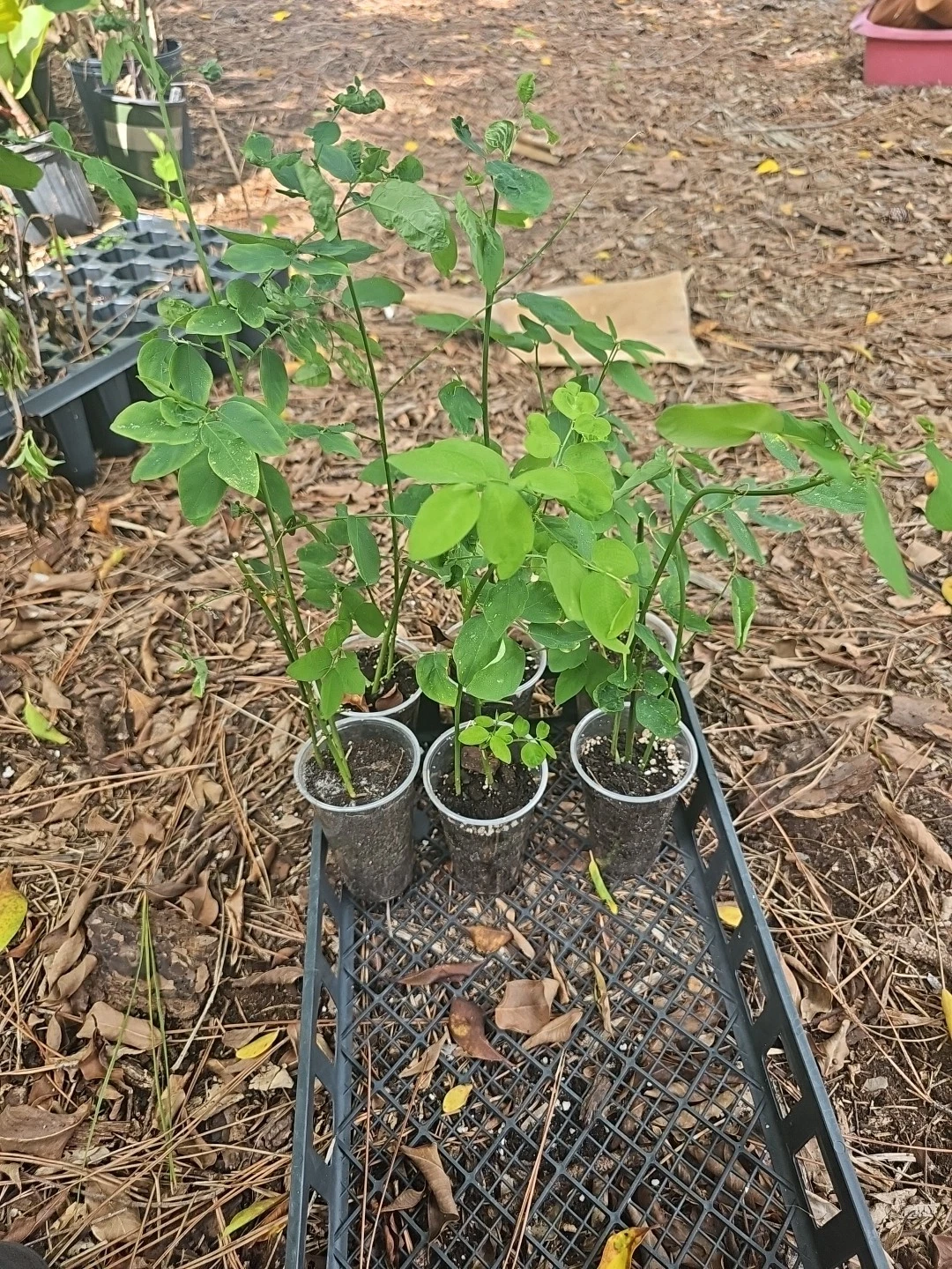 Live Katuk Plant Sauropus androgynus - Edible Leaf Shrub for Tropical Gardens, Rau Ngót, Sweet Leaf Starter Plant