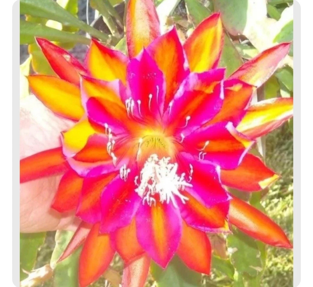 Epiphyllum Cuttings Set of 5 Premium Orchid Cactus Varieties for Indoor Pots & Hanging Displays