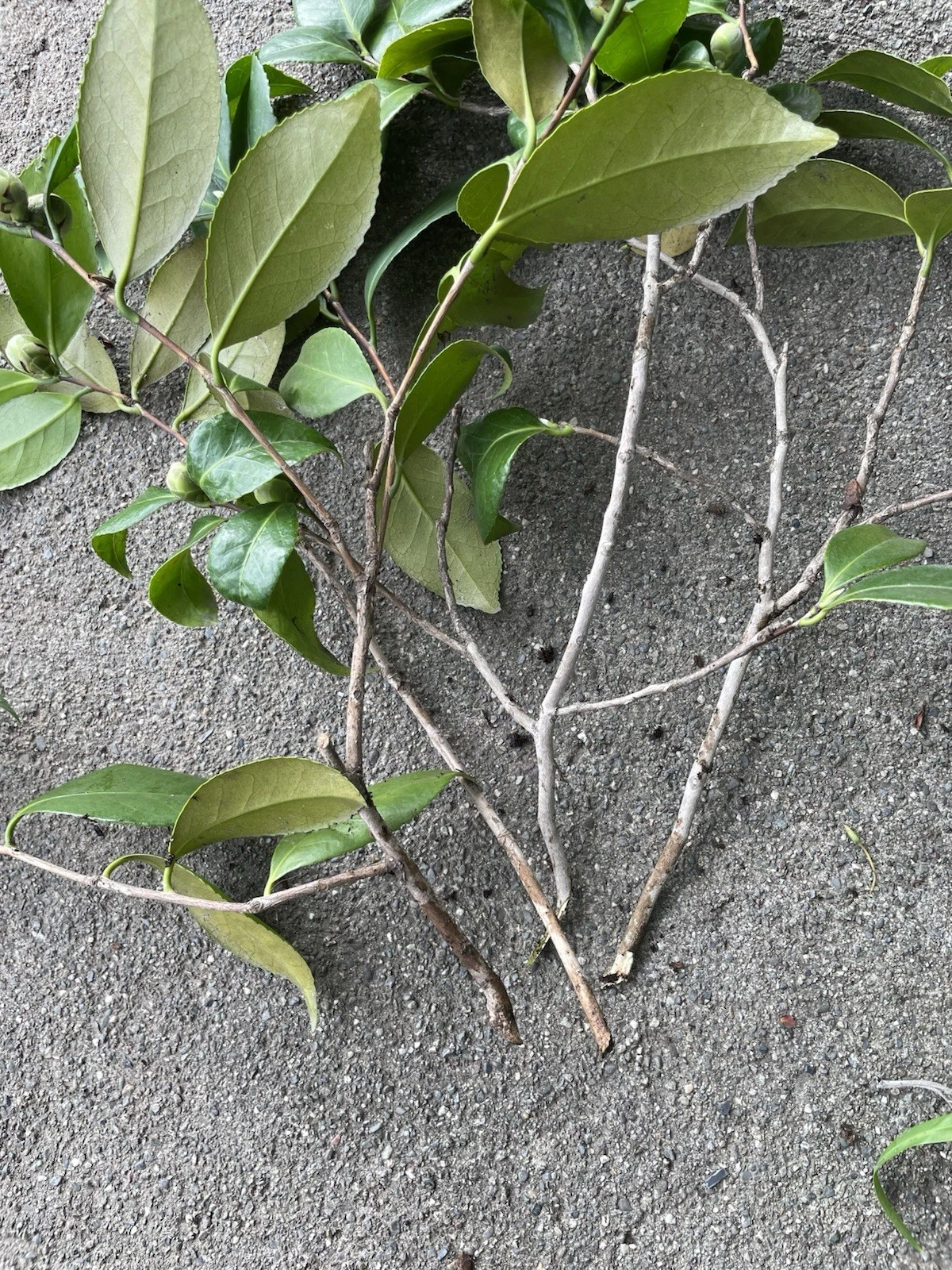 Camellia Japonica Cuttings – 4 Fresh Pink & White Unrooted Propagation Plant Clippings