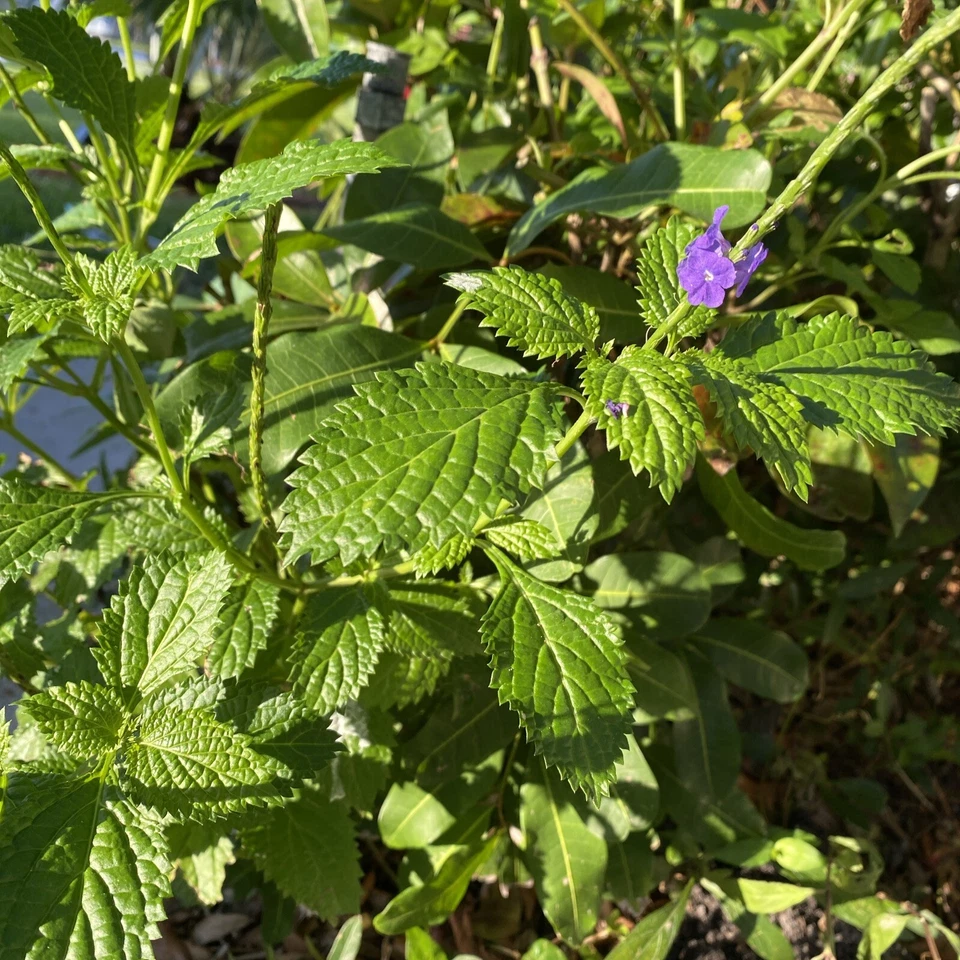 Porterweed Cuttings – 5 Unrooted Flowering Plant Cuttings for Pollinator Gardens, Bee & Butterfly Attractant, Stachytarpheta spp.