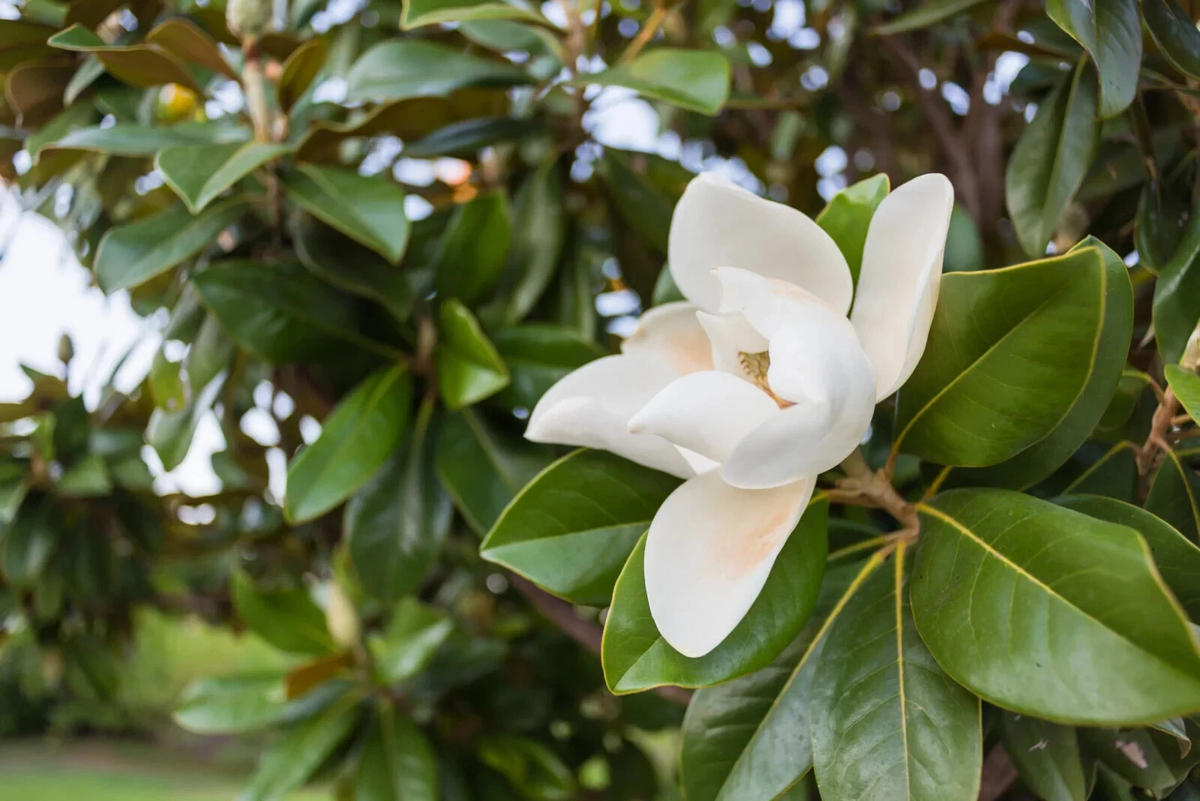 Southern Magnolia Tree Cuttings – 8 Unrooted Stem Cuttings for Propagation – Magnolia grandiflora Evergreen Foliage
