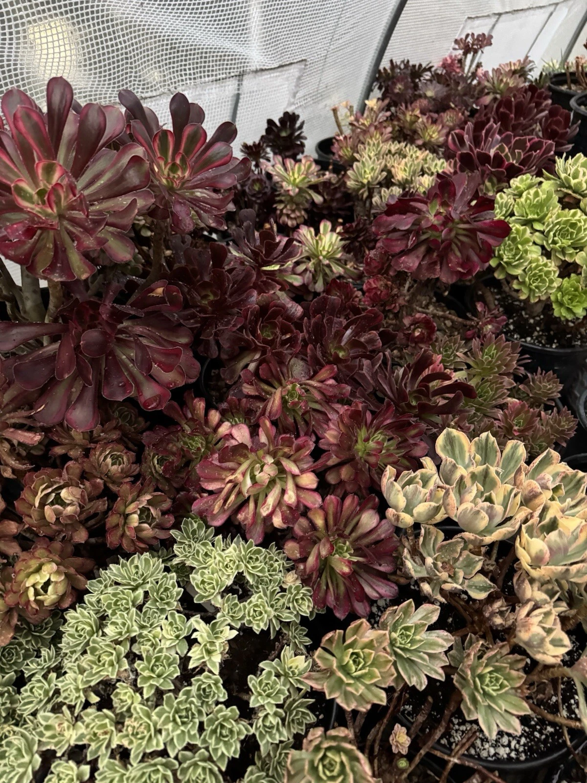 Aeonium Succulent Cuttings – 3 Unrooted Live Propagation Plants for Garden or Container, Rosette Foliage, Aeonium spp.