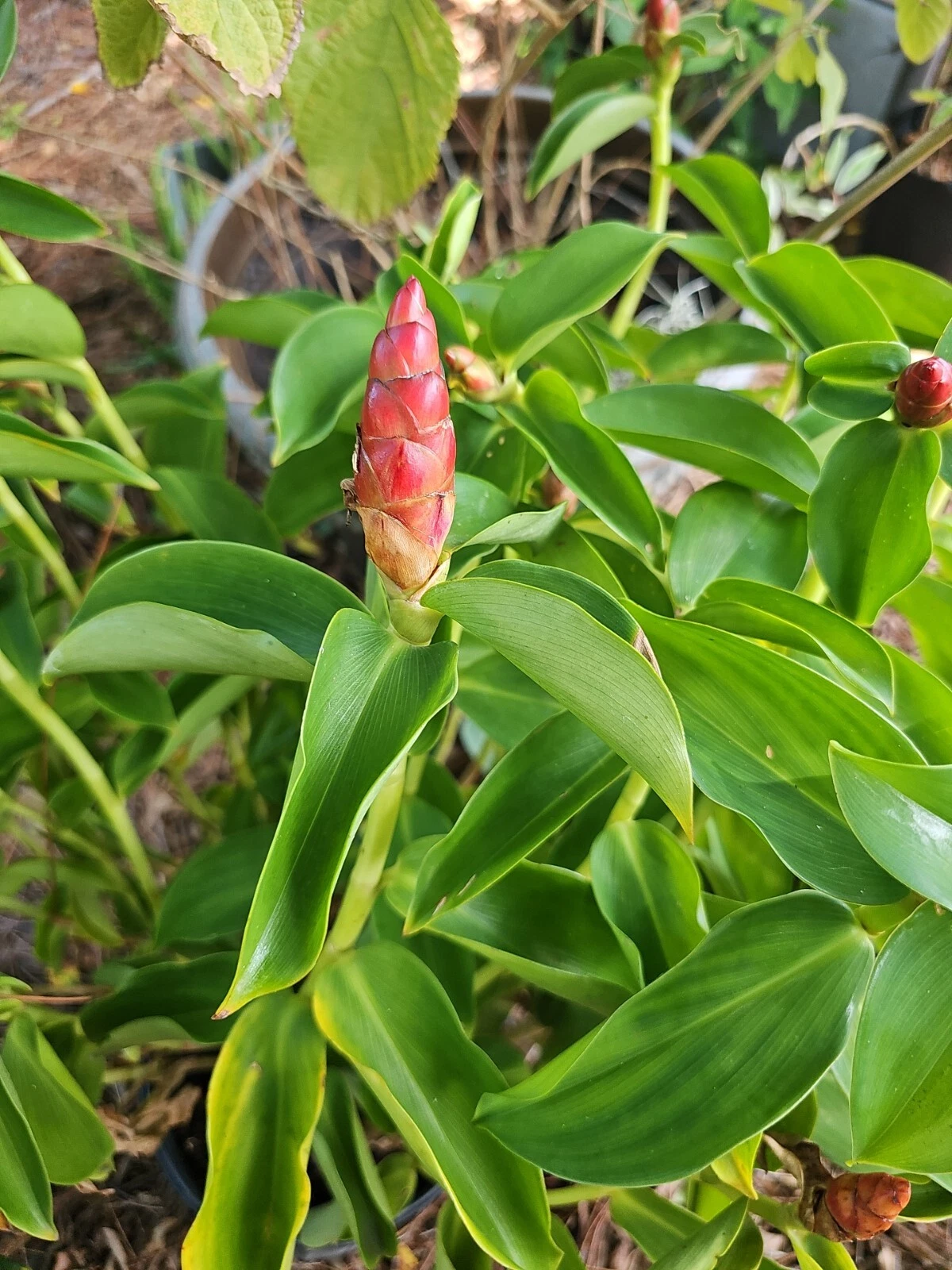 Red Button Ginger Plant | 10-12 Inch Rooted Costus woodsonii | Spiral Ginger with Red Bracts for Tropical Gardens