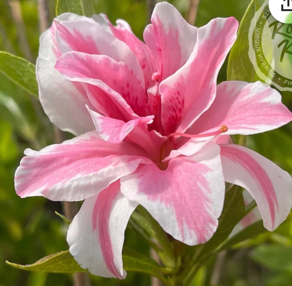 Sugar and Spice Azalea Rhododendron Live Starter Plant, Compact Blooming Shrub for Garden Landscaping
