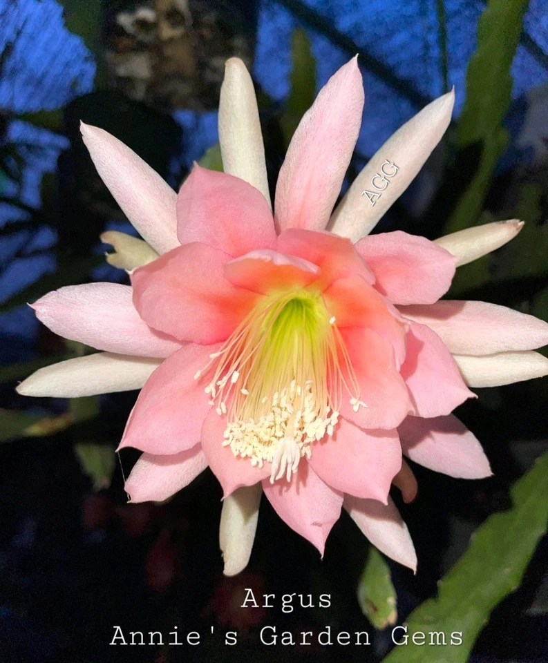 Epiphyllum Argus Unrooted Cuttings – Orchid Cactus Live Plant, 8–10 Inch Propagation Starter