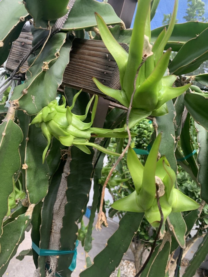 Dragon Fruit Cuttings – 7 Live Pitaya Cuttings 8–12 Inches Long, Hylocereus Cactus for Planting