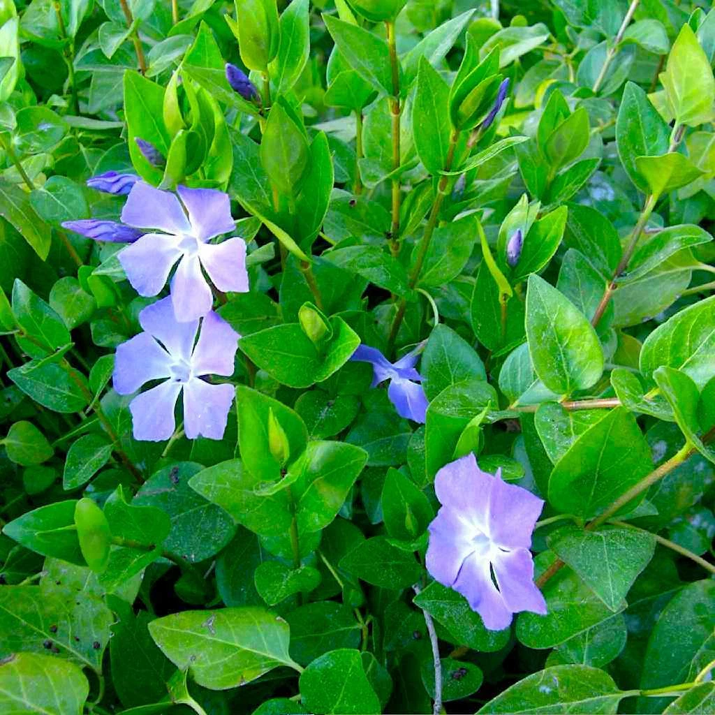 Vinca Major Periwinkle Vine Rooted Cuttings – Purple Flowering Groundcover, 15–20 in.