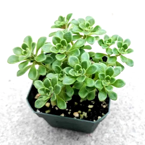 Aeonium Irish Bouquet – Live 2-Inch Succulent Plant, Compact Rosette, Green Foliage, for Pots, Rock Gardens & Arrangements