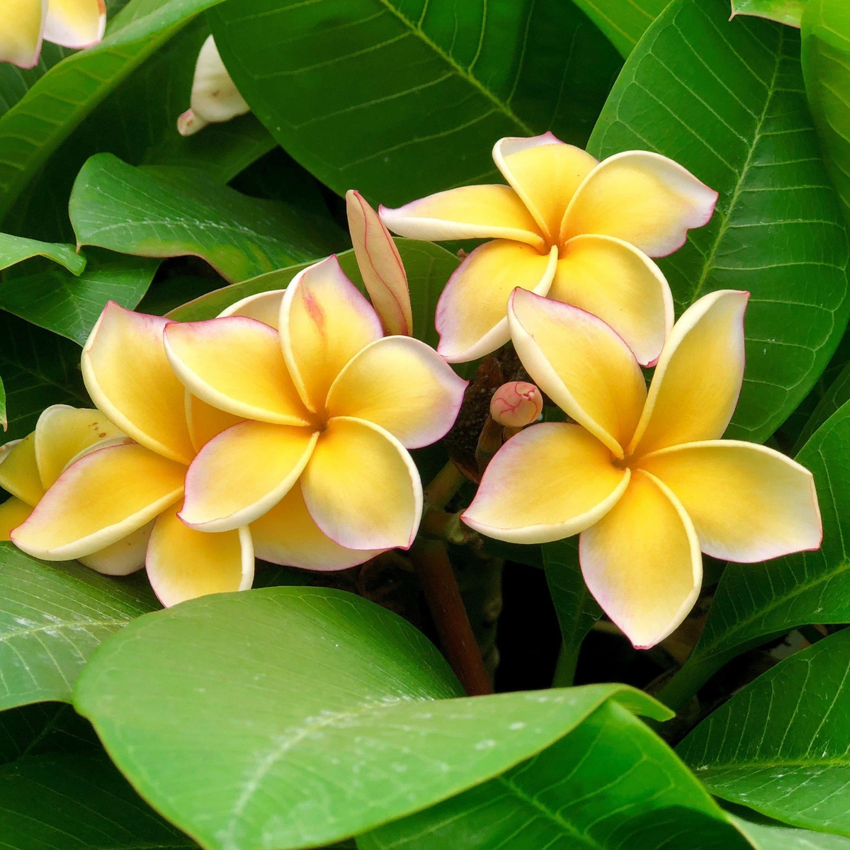 Yellow Plumeria Cuttings – 2 Unrooted 10-Inch Stem Propagation for Tropical Flowering Tree