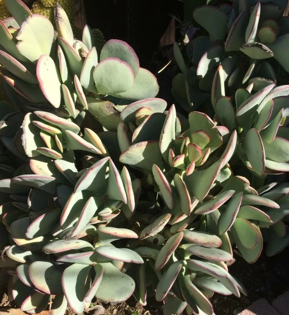 Crassula arborescens Silver Dollar Succulent Cutting, Blue-Green Round Leaf Stem for Propagation