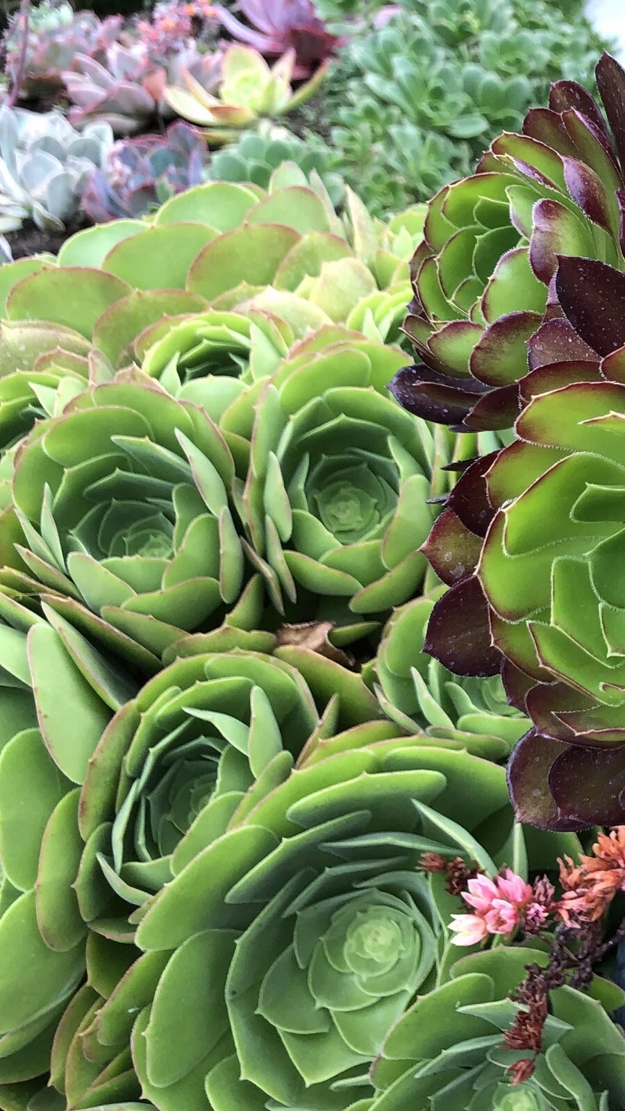 Rose Aeonium Succulent Cuttings – 6-8 Inch Wide Red-Tipped Rosettes for Rooting & Propagation, Aeonium Hybrid