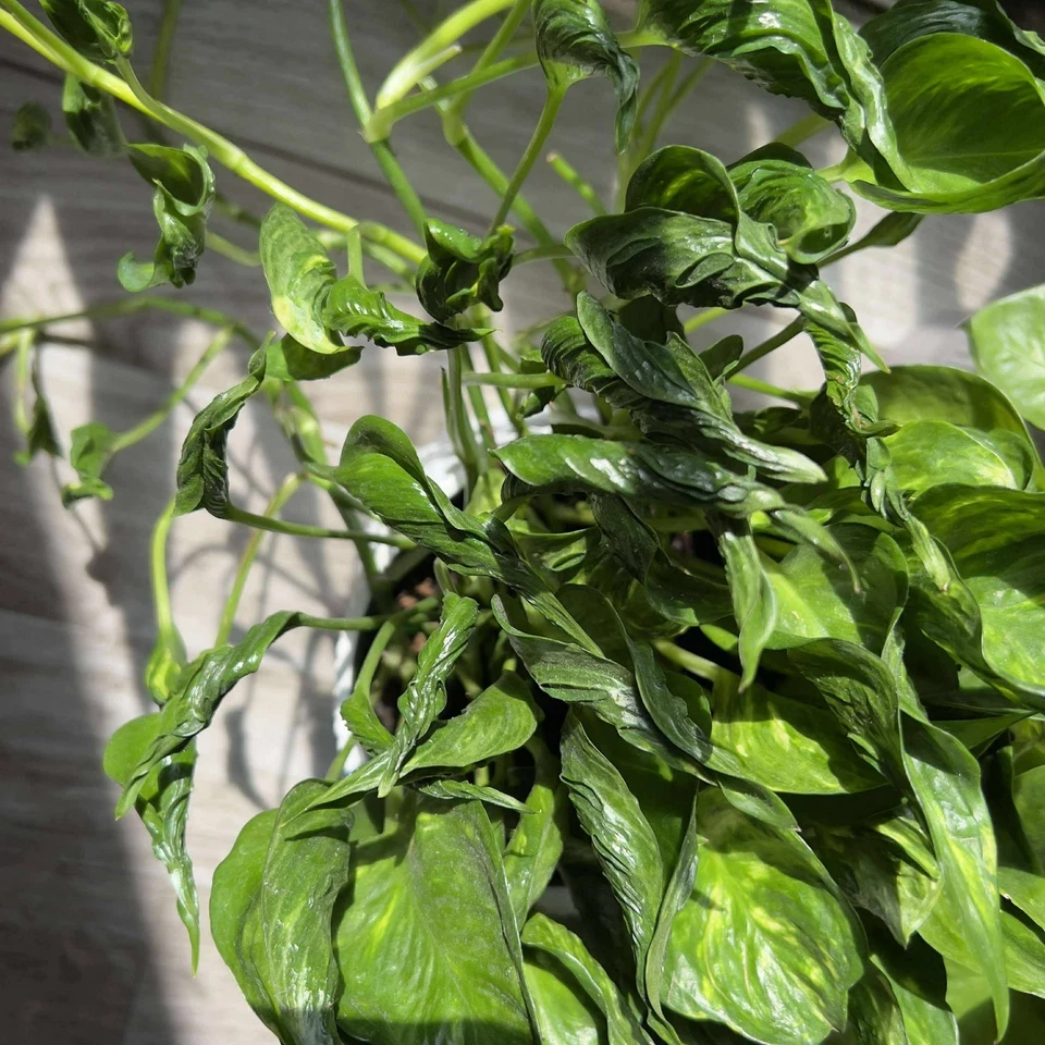 Live Shangri La Pothos Cuttings – 4 Unrooted Epipremnum aureum Propagation Plants for Indoor Vining Houseplant