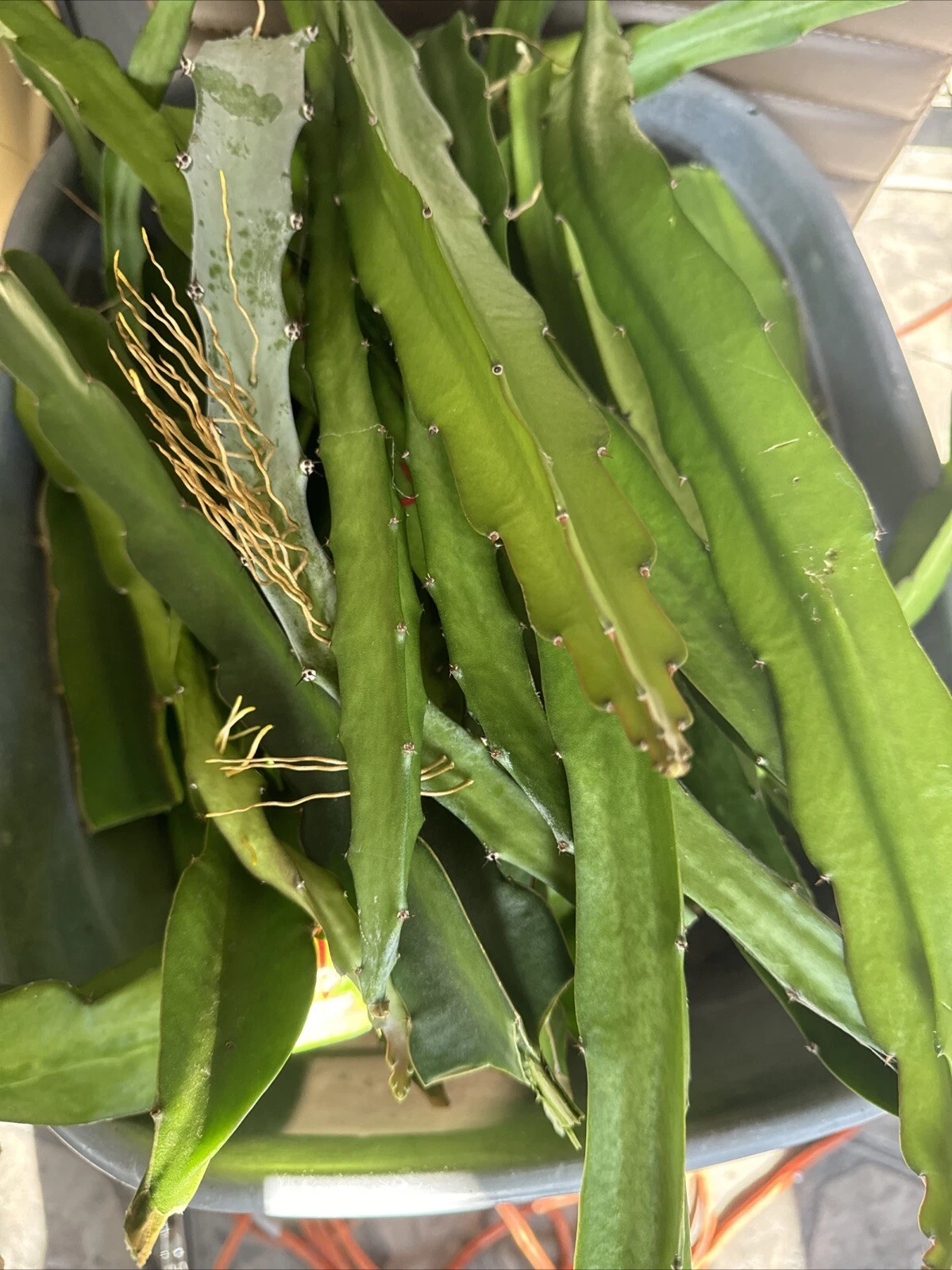 Dragon Fruit Cuttings 8-14 Inches, Hylocereus Cactus, Tropical Fruit Plant for Rooting, Home Garden, Climbing Cactus