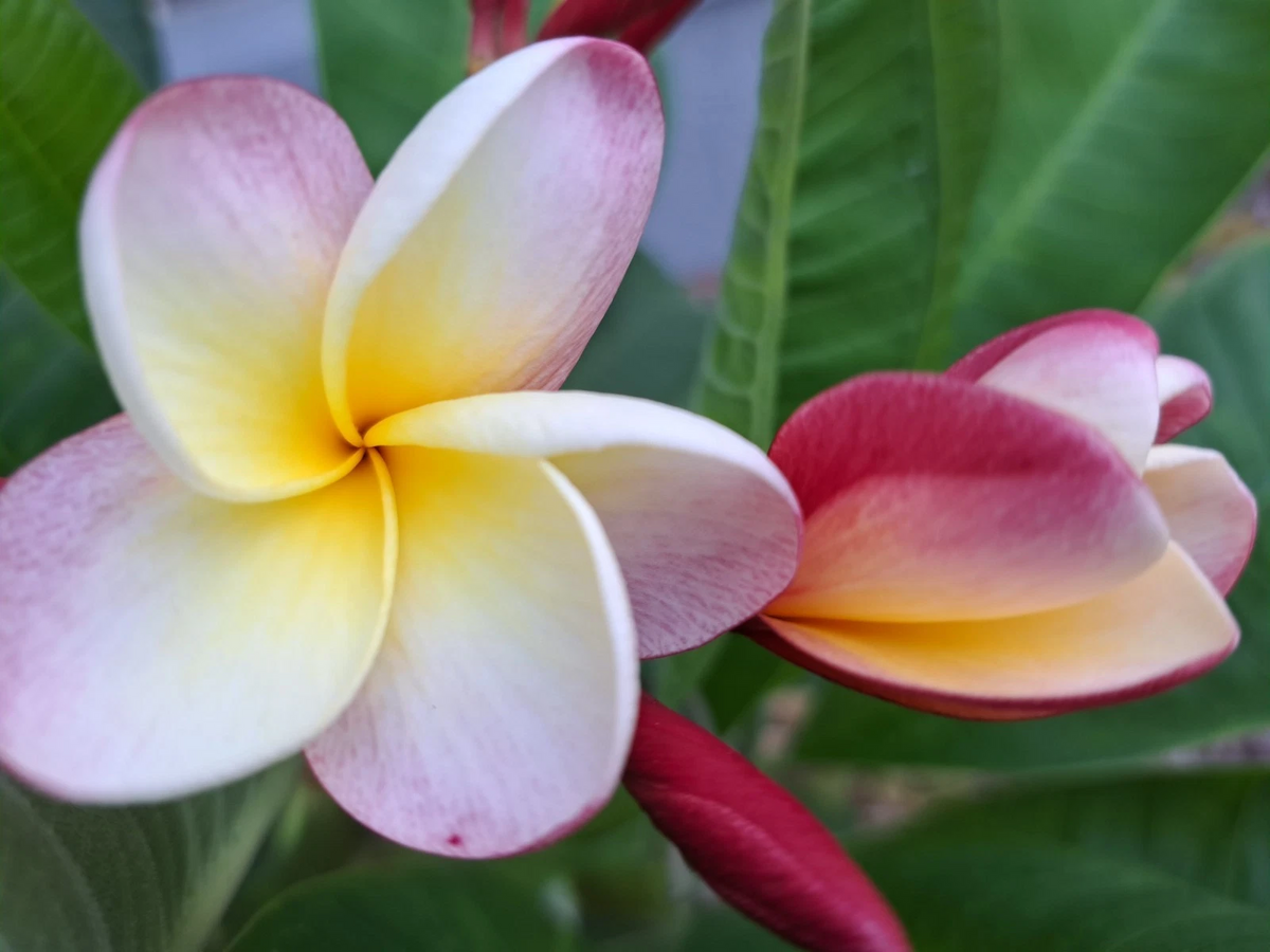 Plumeria Rubra Frangipani Cuttings – 2 Fresh 10–12 Inch Tropical Flowering Plant for Propagation