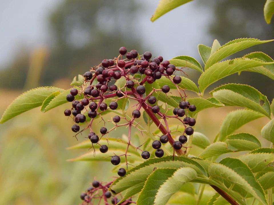 Elderberry Cuttings for Planting – 5 Unrooted Stem Propagation Sambucus spp. for Garden Growing