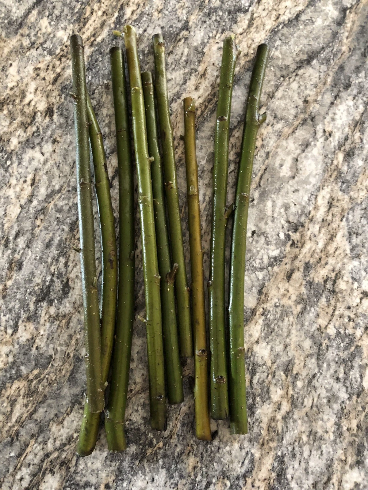 Austree Hybrid Willow Cuttings – 60 Live Salix Hybrid Tree Propagation Material for Landscaping