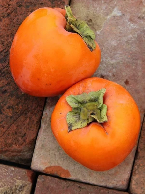 Hachiya Persimmon Tree Cuttings – Diospyros kaki, 4 Unrooted Live Propagation Cuttings 6–8 Inches