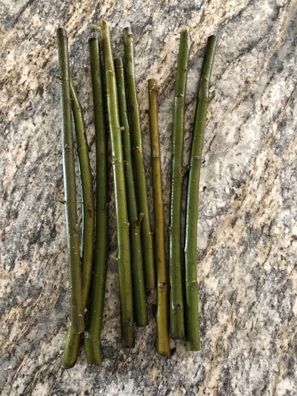 Austree Willow Hybrid Live Cuttings – 60 Salix Tree Stems for Planting, Unrooted Outdoor Willow Cuttings