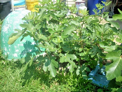 Maltese Falcon Fig Tree Cuttings – 5 Unrooted Cuttings – Rain Tolerant Productive Fig Variety