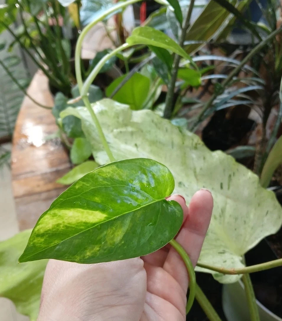 Epipremnum Pinnatum Yellow Flame Cuttings – 5 Unrooted Variegated Houseplant Vines, Tropical Climbing or Trailing Plant