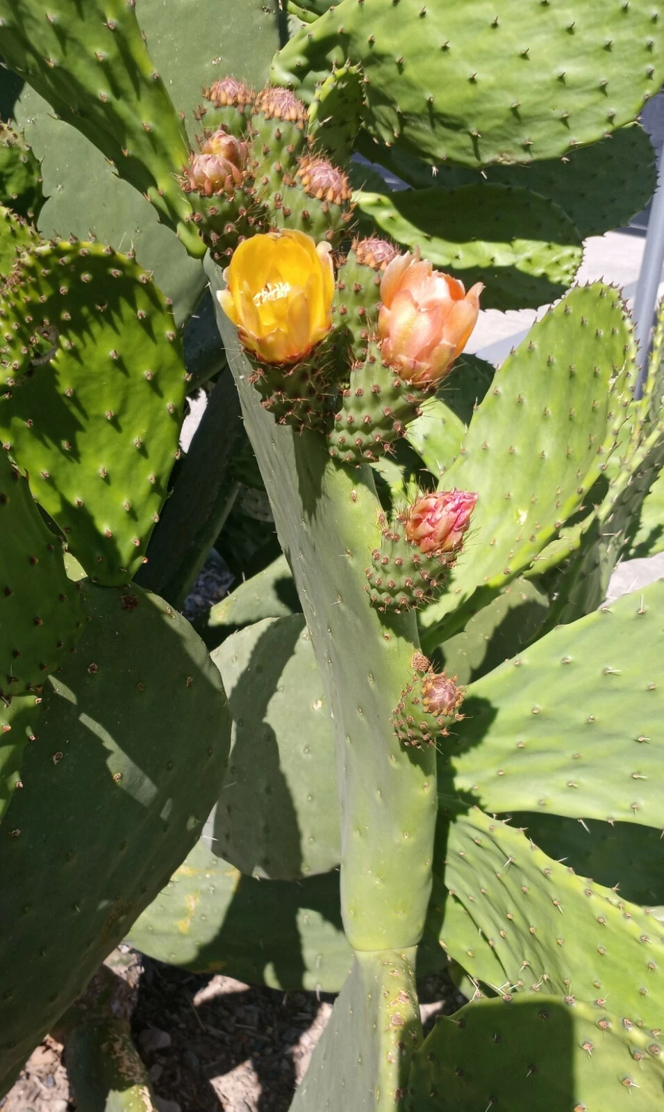 Prickly Pear Cactus Plant – Live Opuntia with Edible Pear Pads & Vibrant Orange-Pink-Yellow Blooms