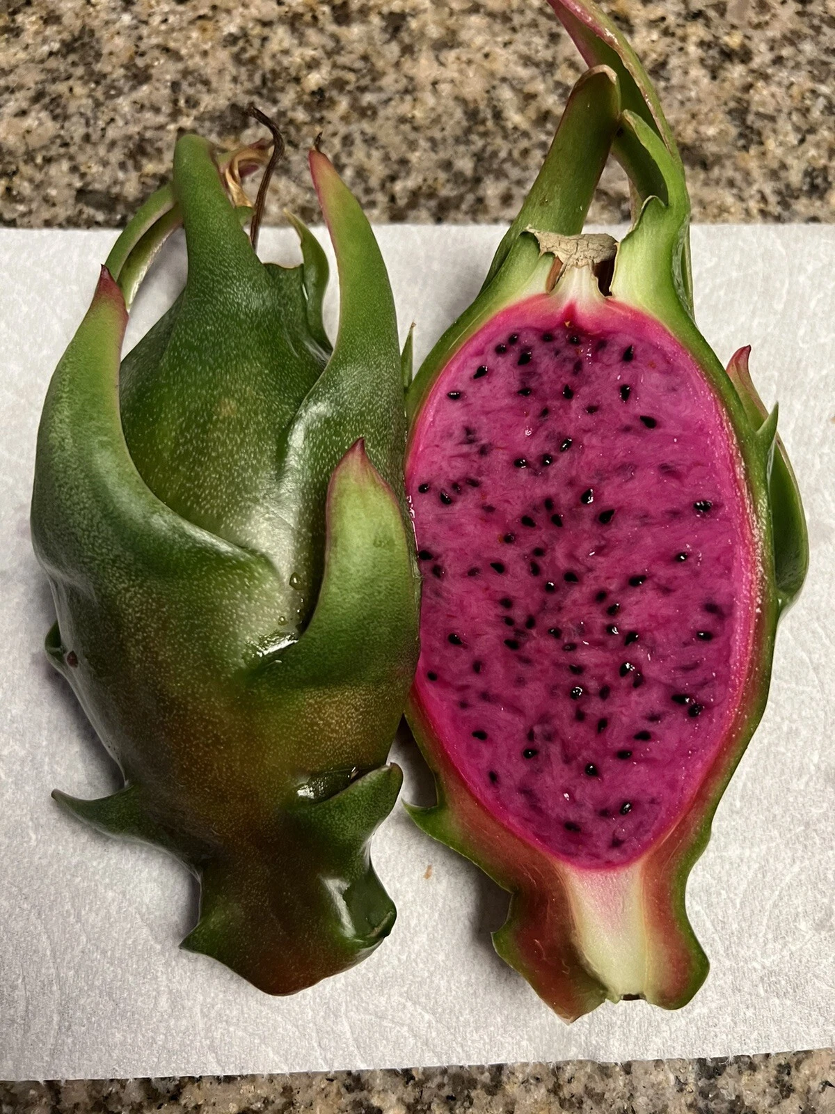 Asunta-X Dragon Fruit Cuttings 8-12 Inches Hylocereus Hybrid Climbing Cactus Pitaya