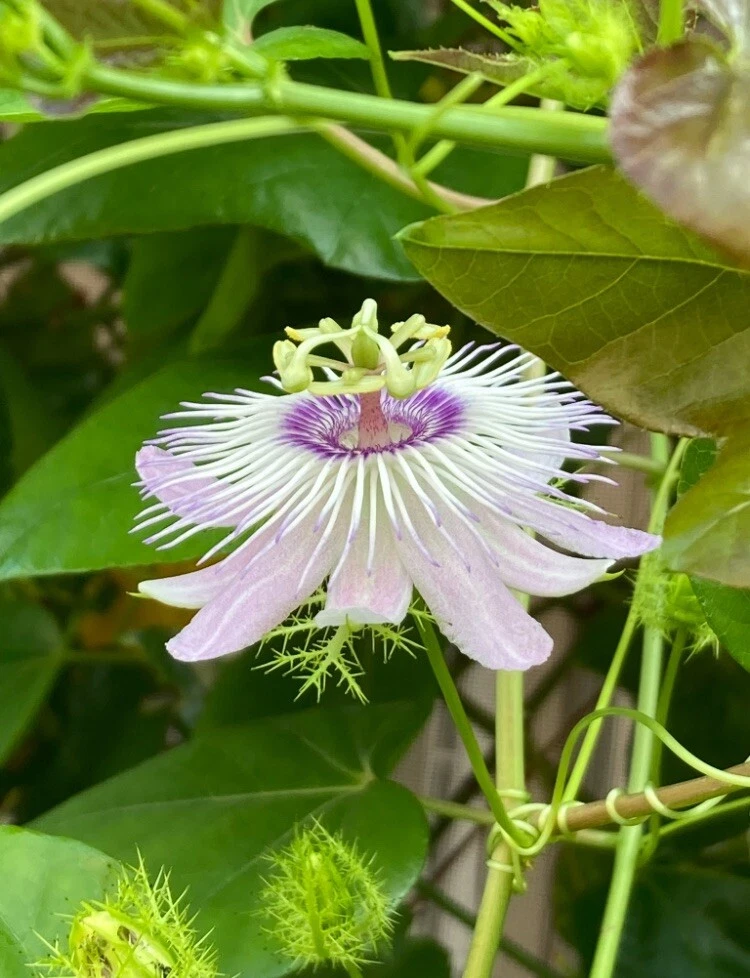 Passionflower Vine Cuttings – 50 Unrooted 7" Stem Clippings for Garden Trellises, Butterfly Host Plant, Passiflora spp.