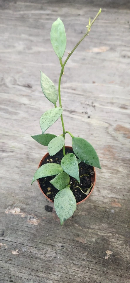 Hoya Krohniana Super Silver Propagation Cup – Rooted Silver Leaf Wax Plant Starter, Indoor Trailing Houseplant